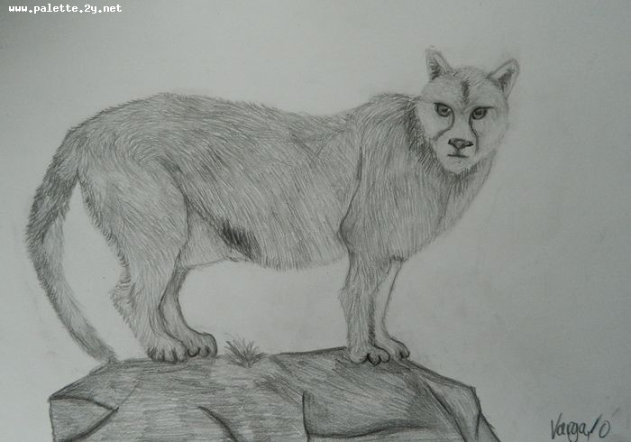 Art Studio PALETTE. Varya Pavlova Picture.  Pencil Animals Cats 