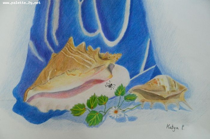 Art Studio PALETTE. Katya Pelekh Picture.  Coloured Pencil Still Life Shells 