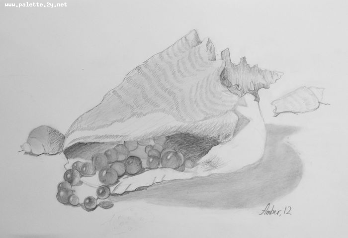 Art Studio PALETTE. Amber Wei Picture.  Pencil Still Life Shells 