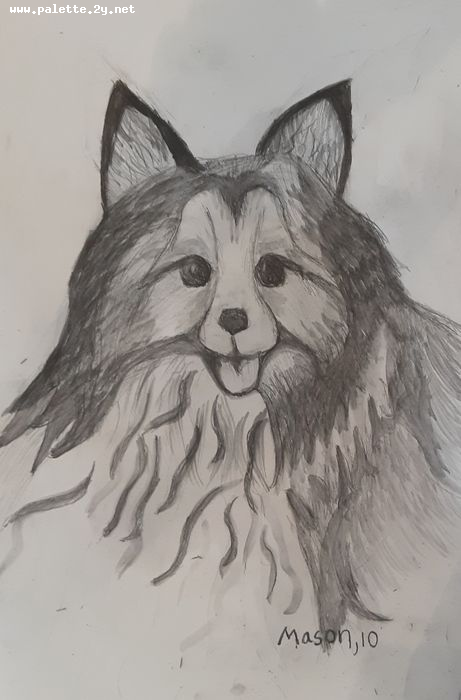 Art Studio PALETTE. Mason Chen Picture.  Pencil Animals Dogs My Dog