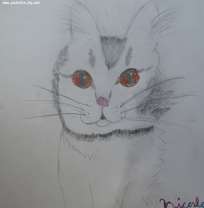 Art Studio PALETTE. Nicole Yan Picture.  Pencil Animals Cats 