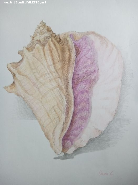 Art Studio PALETTE. Oana C. Picture.  Coloured Pencil Still Life Shells 