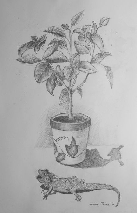 Art Studio PALETTE. Masha Pelekh Picture.  Pencil Still Life Still Life 