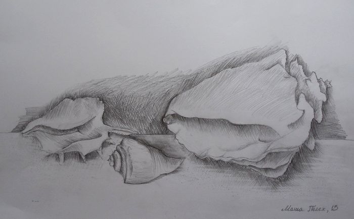 Art Studio PALETTE. Masha Pelekh Picture.  Pencil Still Life Shells 
