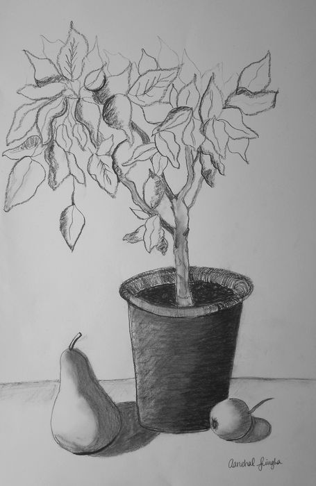 Art Studio PALETTE. Aanchal Singha Picture.  Pencil Still Life Still Life 