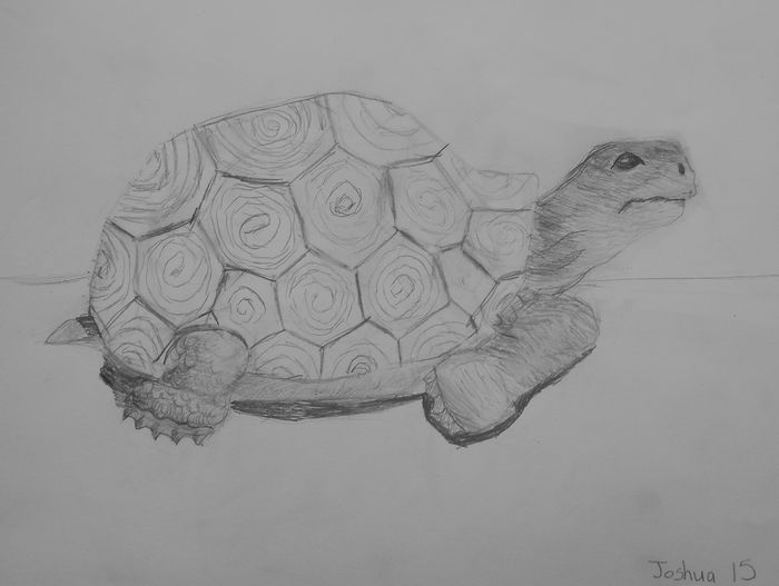 Art Studio PALETTE. Joshua Lukose Picture.  Pencil Animals Mix 