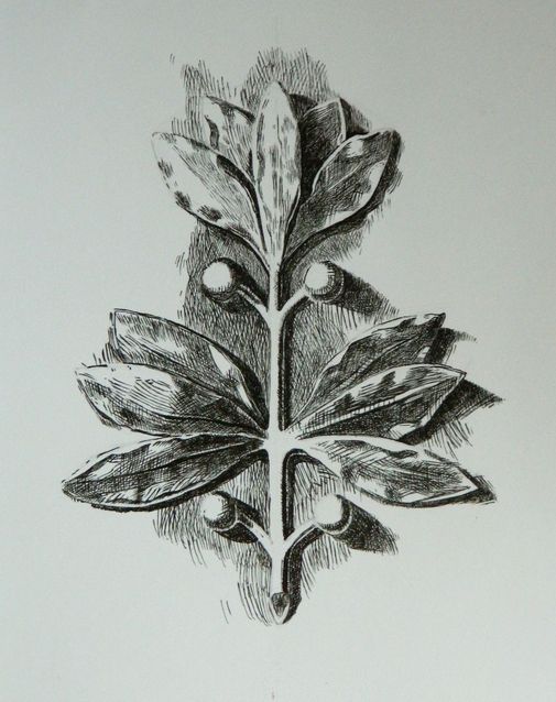 Art Studio PALETTE. Tony Cai Picture.  Ink Plants Leaves 