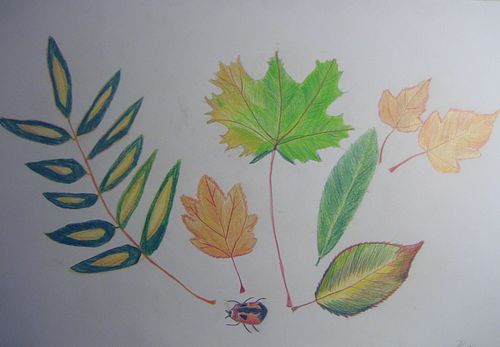 Art Studio PALETTE. Roy Kuo Picture.  Coloured Pencil Plants Leaves 