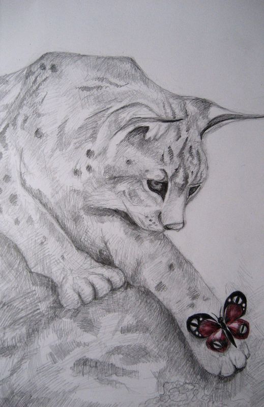 Art Studio PALETTE. Julia Handra Picture.  Coloured Pencil Animals Cats 