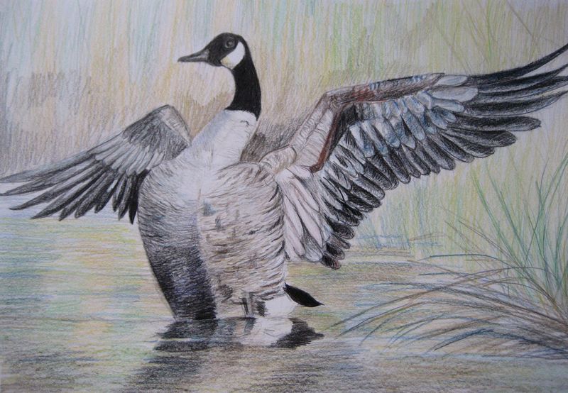 Art Studio PALETTE. Julia Handra Picture.  Coloured Pencil Animals Birds 