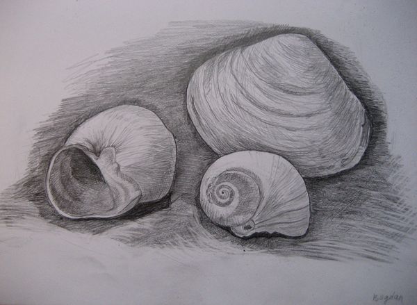 Art Studio PALETTE. Bogdan C. Picture.  Pencil Still Life Shells 