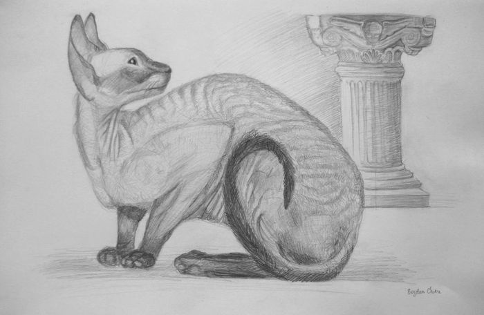 Art Studio PALETTE. Bogdan C. Picture.  Pencil Animals Cats 