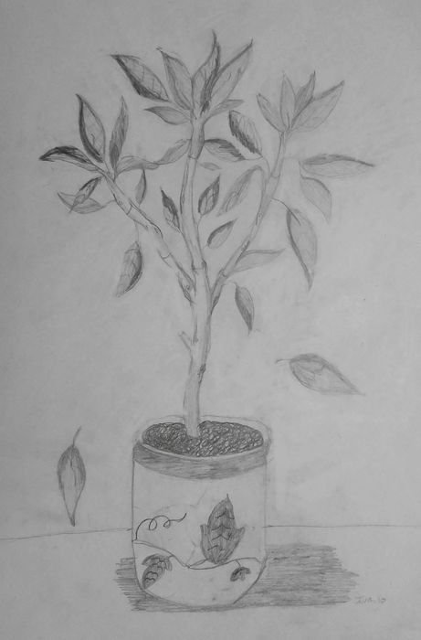 Art Studio PALETTE. Iva Staykova Picture.  Pencil Landscape Trees 