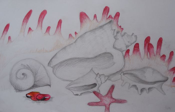 Art Studio PALETTE. Iva Staykova Picture.  Pencil Still Life Shells 