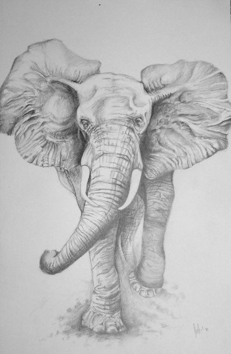 Art Studio PALETTE. Iva Staykova Picture.  Pencil Animals Mix 