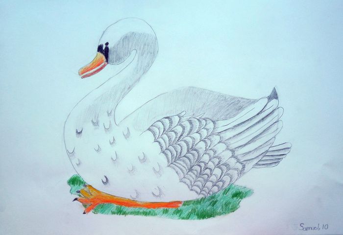 Art Studio PALETTE. Samuel Lukose Picture.  Pencil Animals Birds 