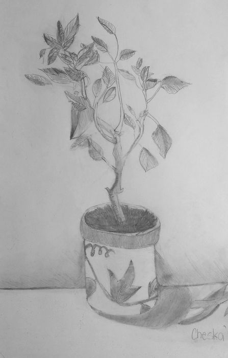 Art Studio PALETTE. Cheska O.Retita Picture.  Pencil Landscape Trees 