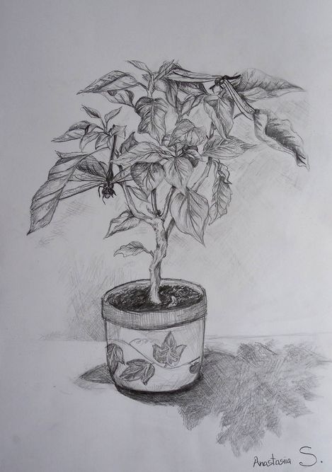 Art Studio PALETTE. Anastasiia Sergeyenko Picture.  Pencil Landscape Trees 