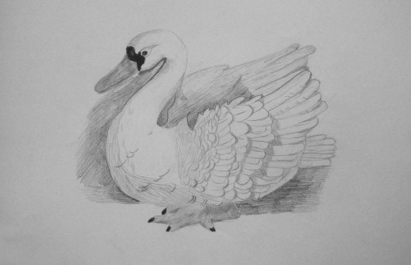 Art Studio PALETTE. Daniella  Pashuk Picture.  Pencil Animals Birds 