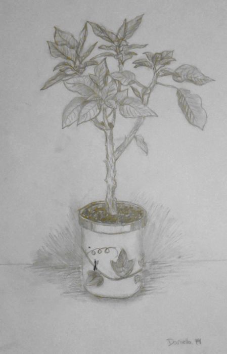 Art Studio PALETTE. Daniella  Pashuk Picture.  Pencil Landscape Trees 