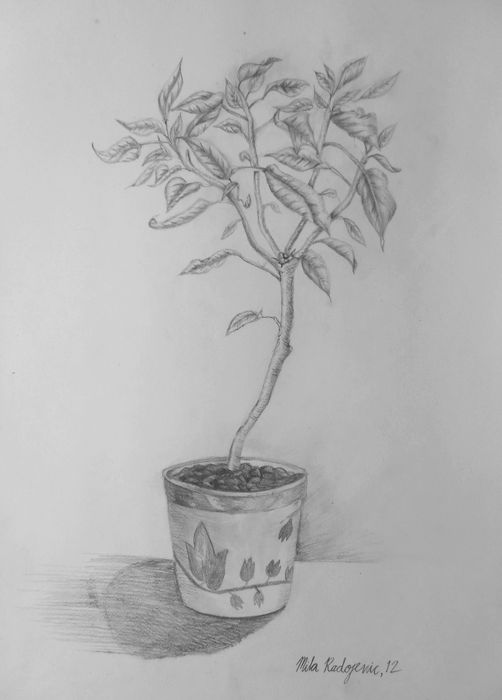 Art Studio PALETTE. Mila Radojevic Picture.  Pencil Fantasy Trees 