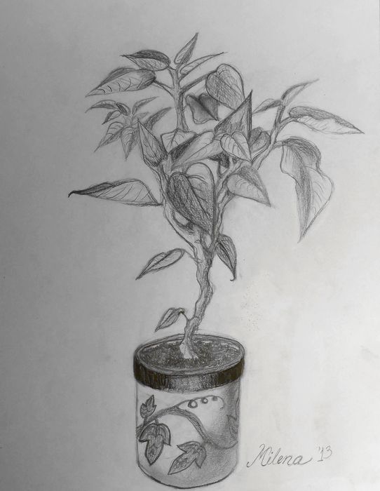 Art Studio PALETTE. Milena Markovich Picture.  Pencil Fantasy Trees 