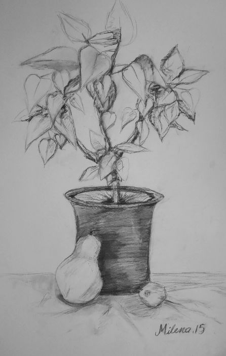 Art Studio PALETTE. Milena Markovich Picture.  Pencil Still Life Still Life 