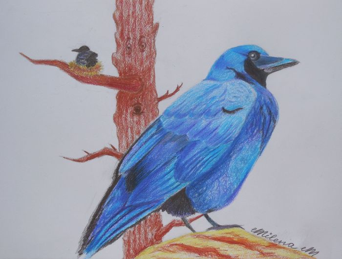 Art Studio PALETTE. Milena Markovich Picture.  Coloured Pencil Animals Birds 