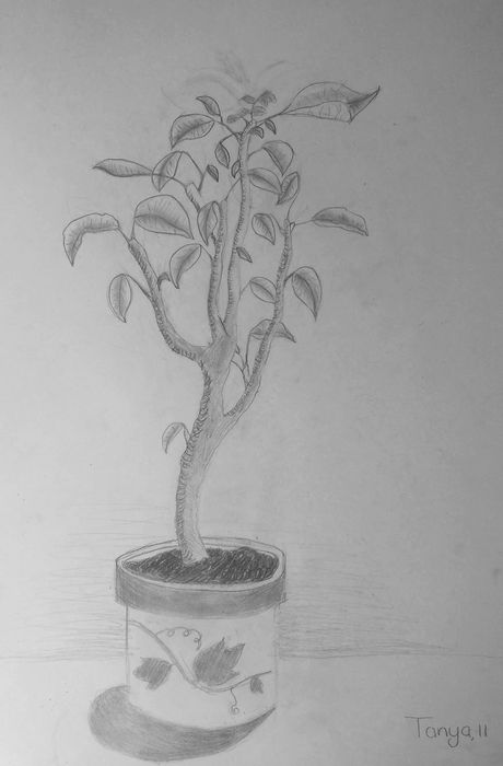 Art Studio PALETTE. Tanya Rubinova Picture.  Pencil Landscape Trees 