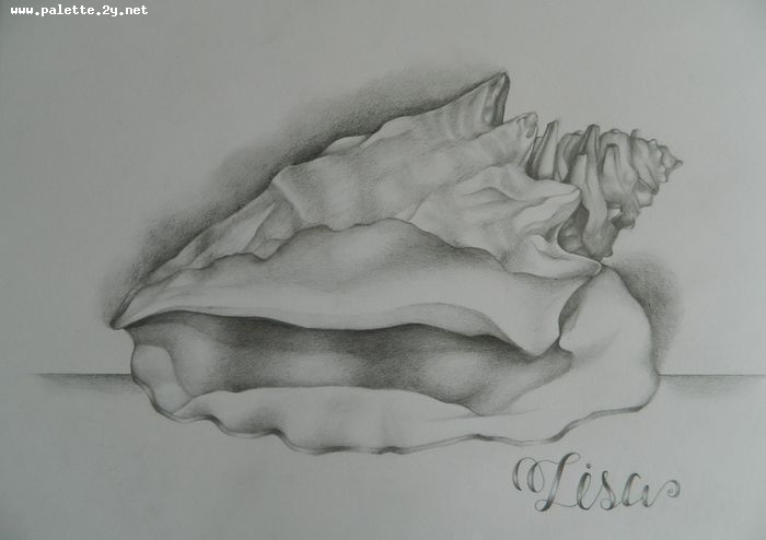 Art Studio PALETTE. Lisa Lei Picture.  Pencil Still Life Shells 