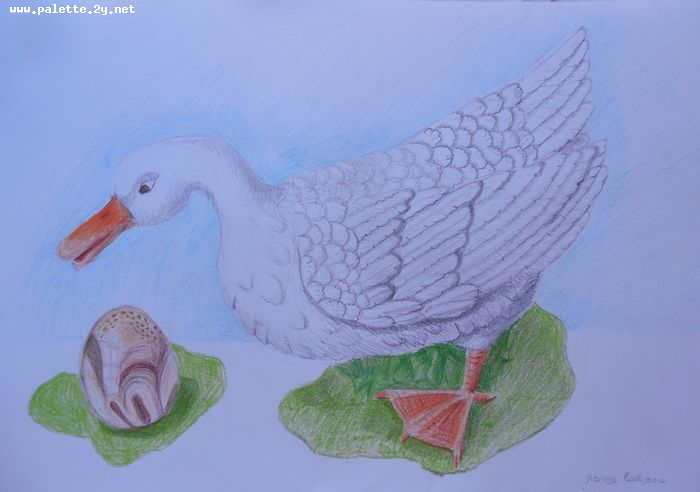 Art Studio PALETTE. Marina Radojevic Picture.  Coloured Pencil Animals Birds 